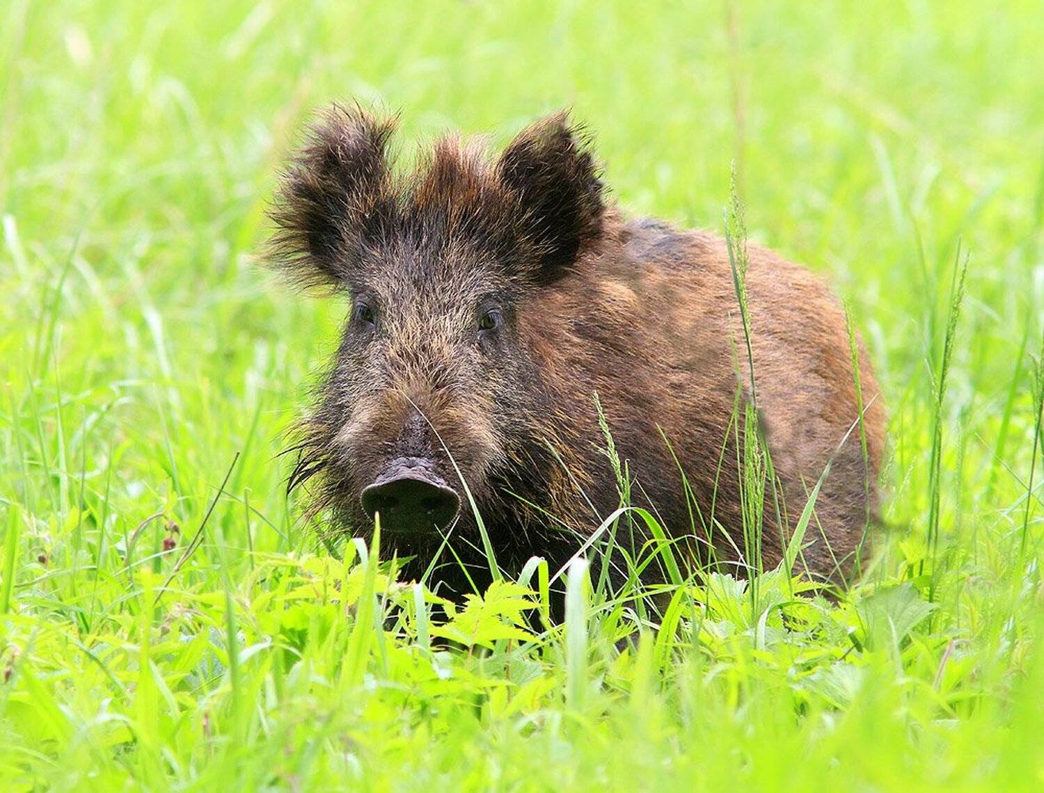 , Михаил Крюков