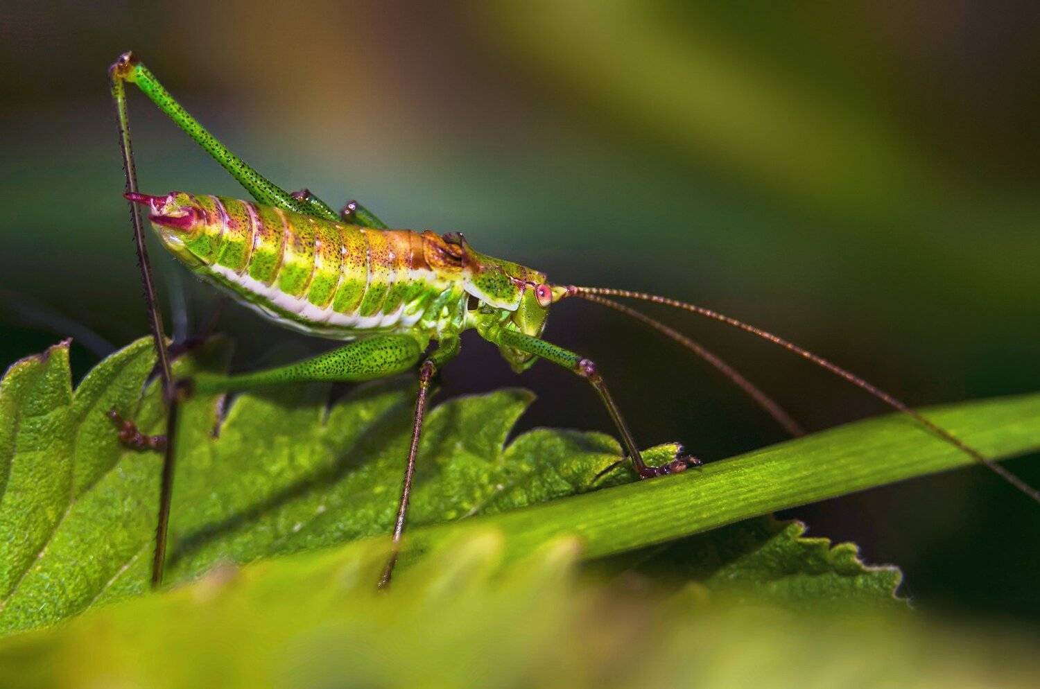 кузнечик,зелёный,макро,насекомые,лето, Владимир Володин
