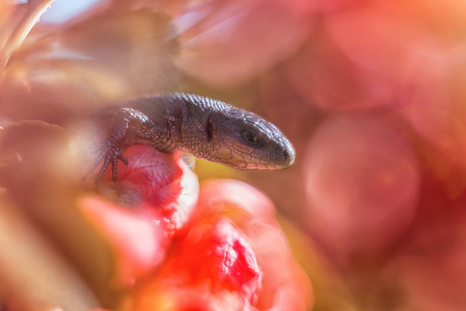 ящерица макро цветы весна ящерка, Анастасия Третьякова