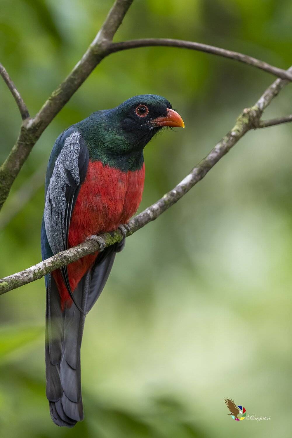 , Fernando Burgalin Sequeira