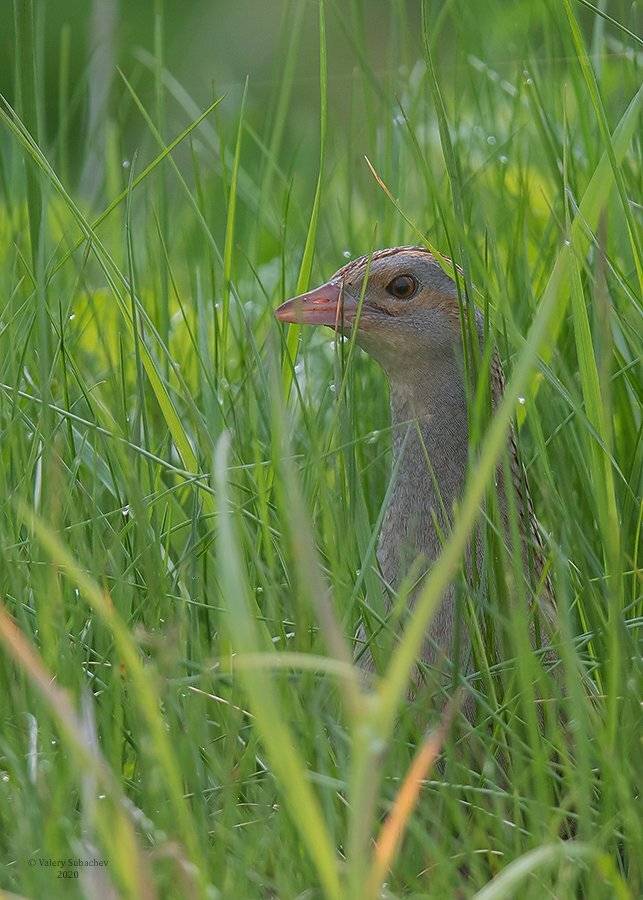 , Валерий Субачев