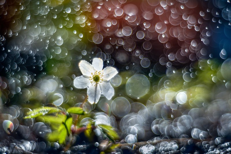 macro, bokeh, vintage lens, nature, abstract, flowers, anemone, flora bokeh фото превью