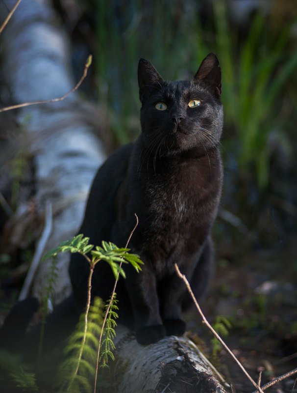 Кот, животные, черный  Котэ позировал  фото превью