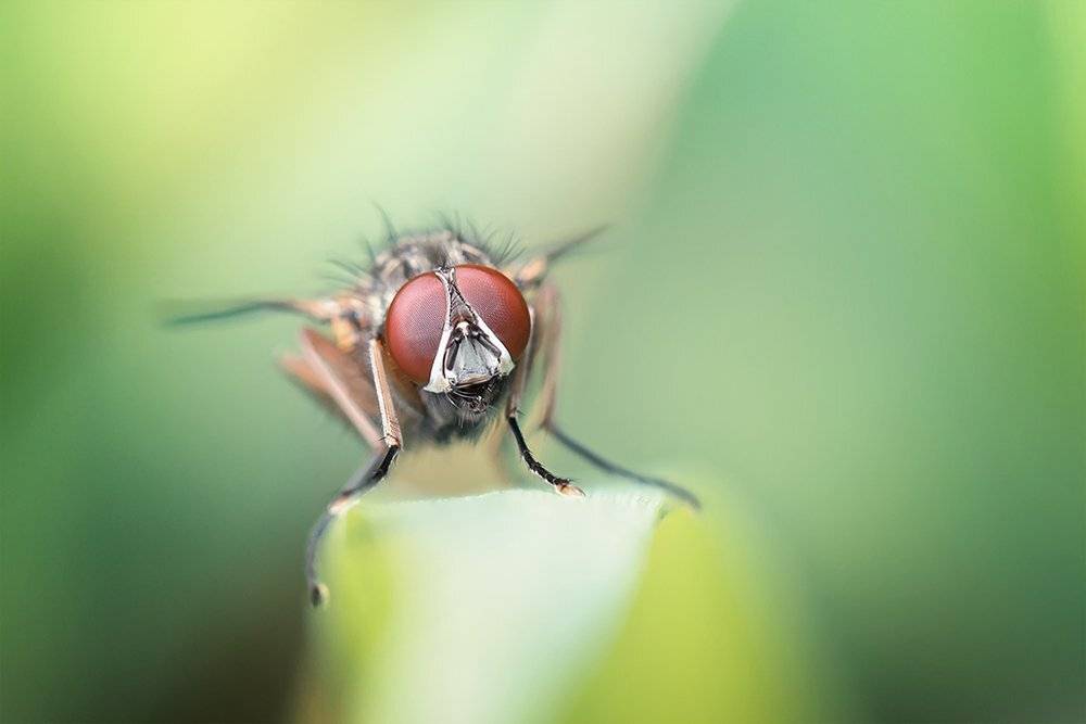 муха, макро, fly, macro, Марина Хилько