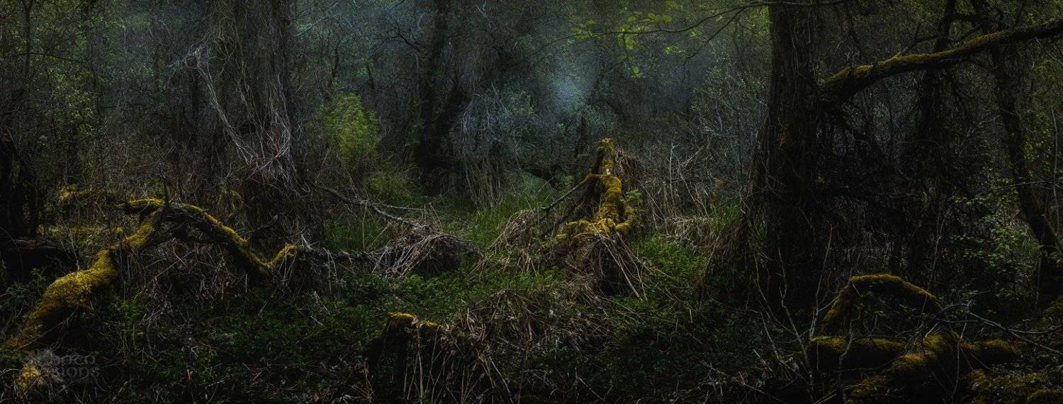 forest,woods,woodland,panorama,panoramic,norway,norwegian,moody,mood,dark,trees,tree,nature, Adrian Szatewicz