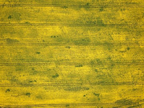 Этюды в желтых тонах