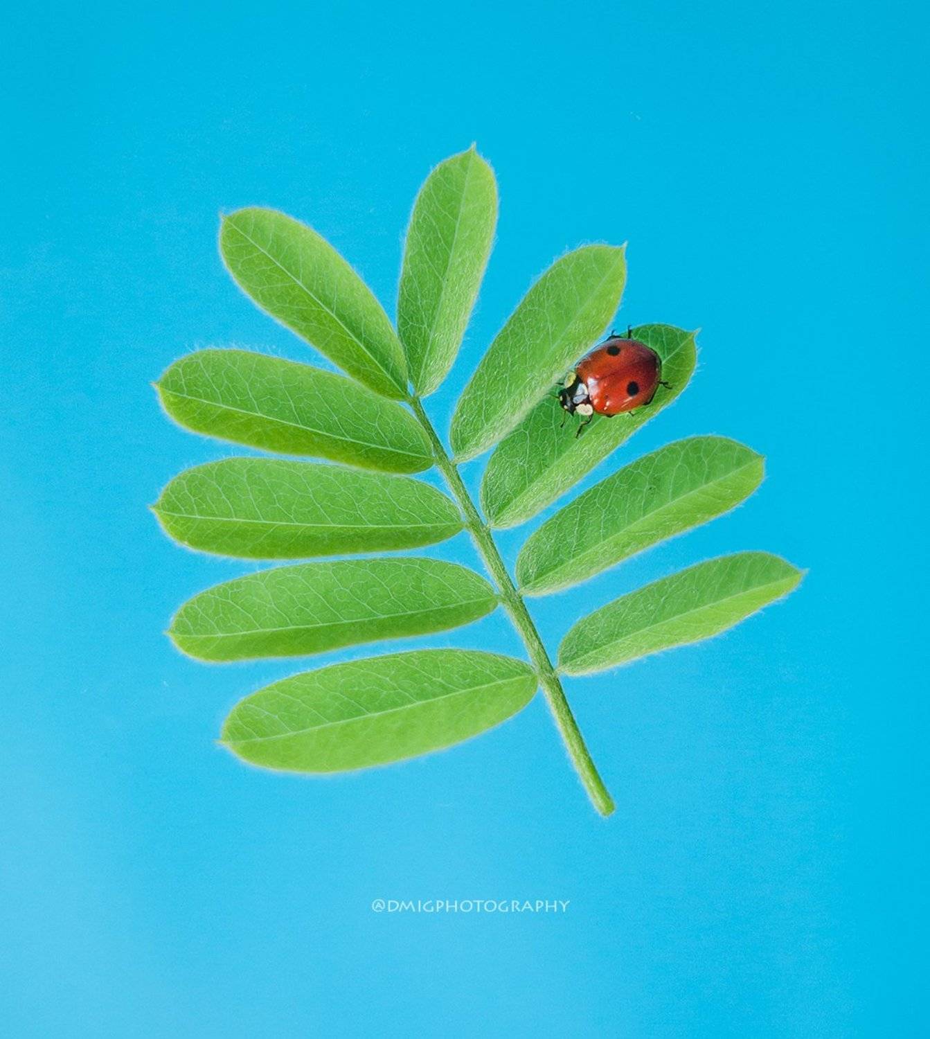 божьякоровка, макро, макромир, природа, весна, фон, цвет, , Дмитрий Гусалов