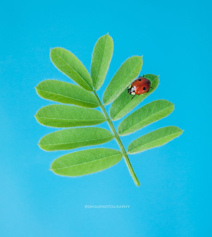 божьякоровка, макро, макромир, природа, весна, фон, цвет,  colors фото превью