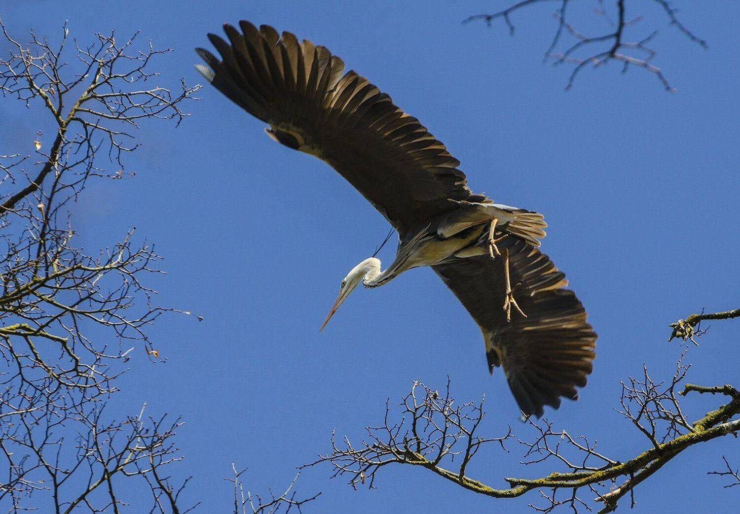 птица, серая цапля, Михаил Агеев