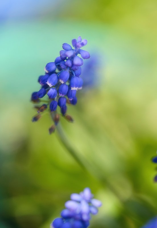весна  фото превью