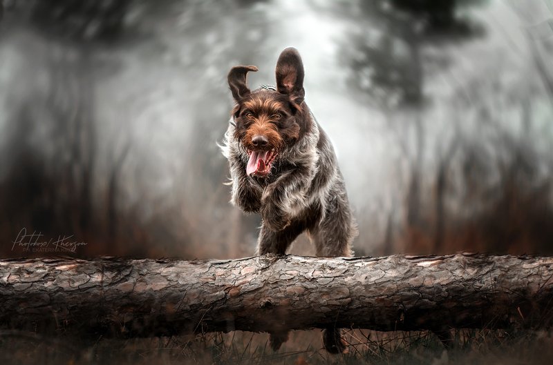 собака, анималистика, портрет, движение Дратхаар фото превью