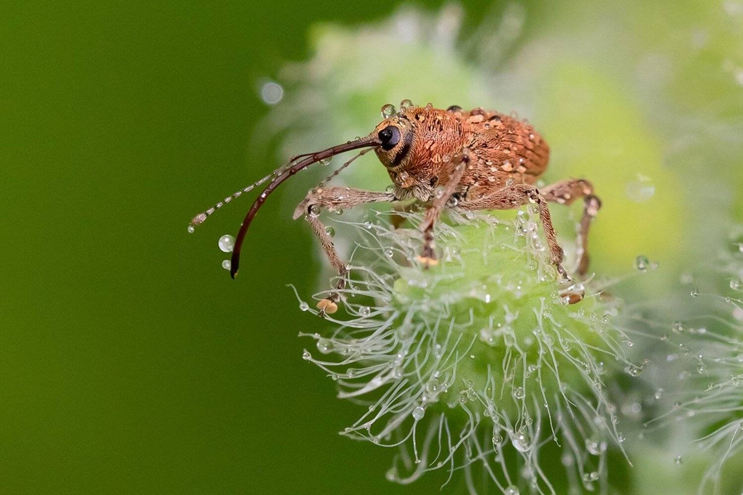 долгоносик, дождь, капли, Наталия Сытина