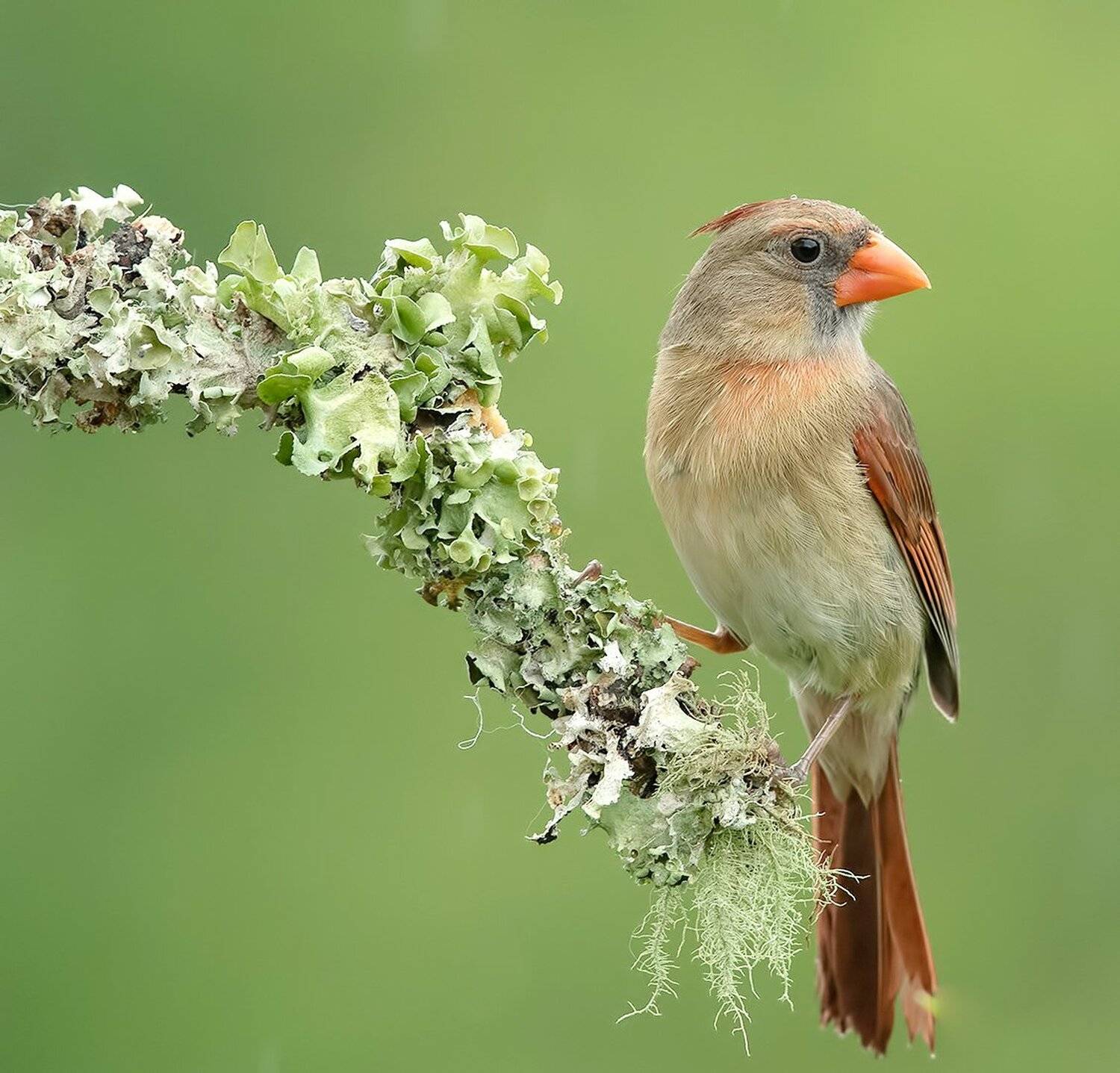 красный кардинал, northern cardinal, cardinal,кардинал, Elizabeth Etkind