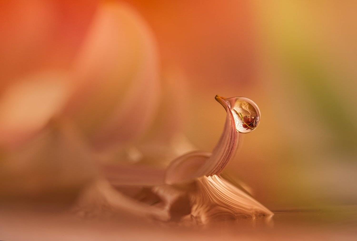 , Виктория Солодар