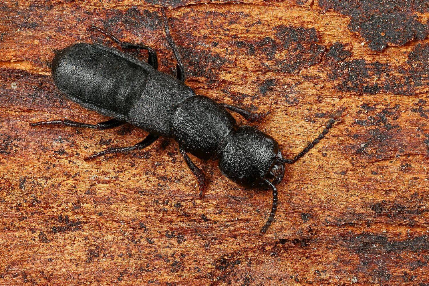 жук,макро,природа,цвет,черный, Андрей Шаповалов