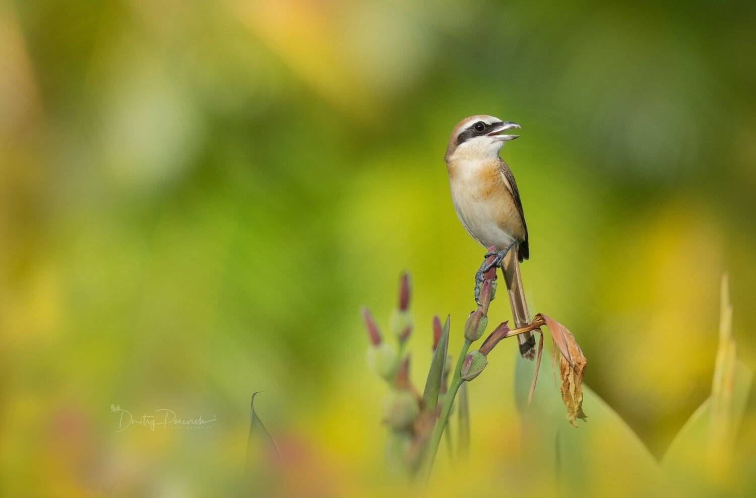 природа, животные, птицы, вьетнам, остров фукок, Дмитрий Посевич