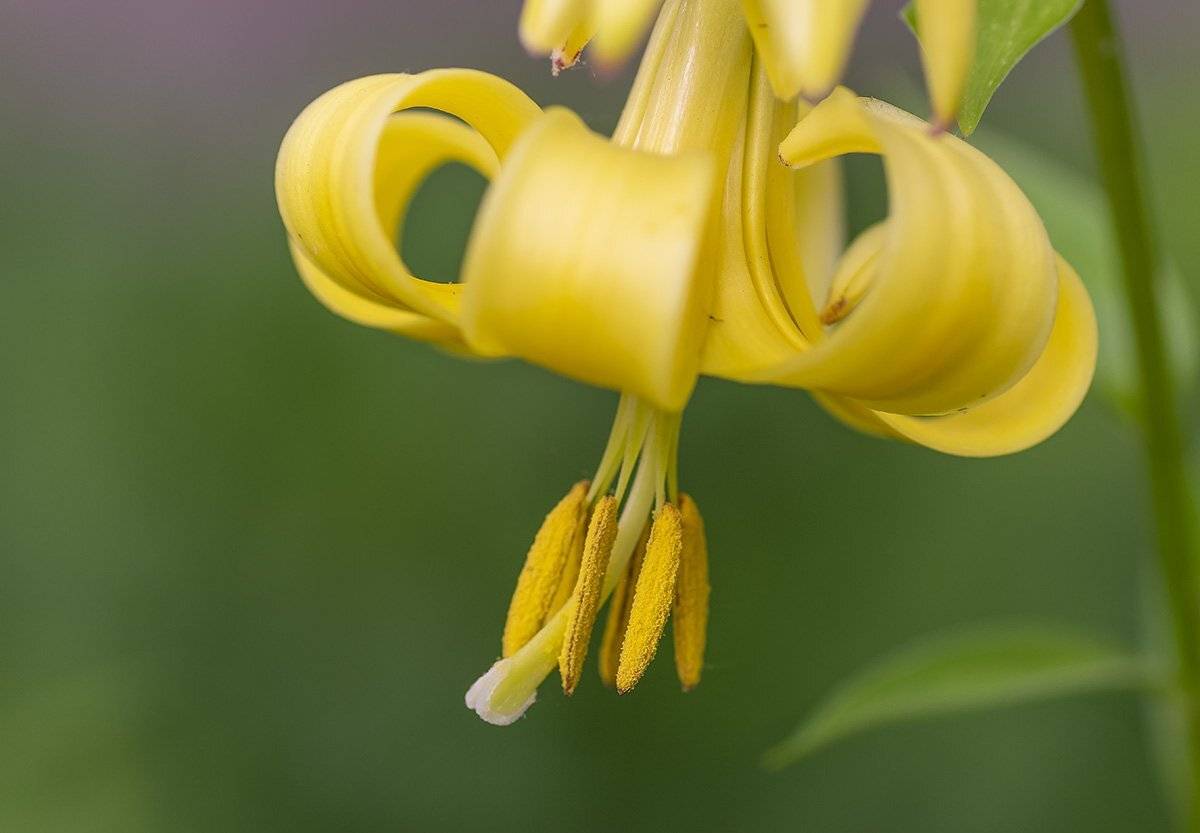 , Александр Земляной