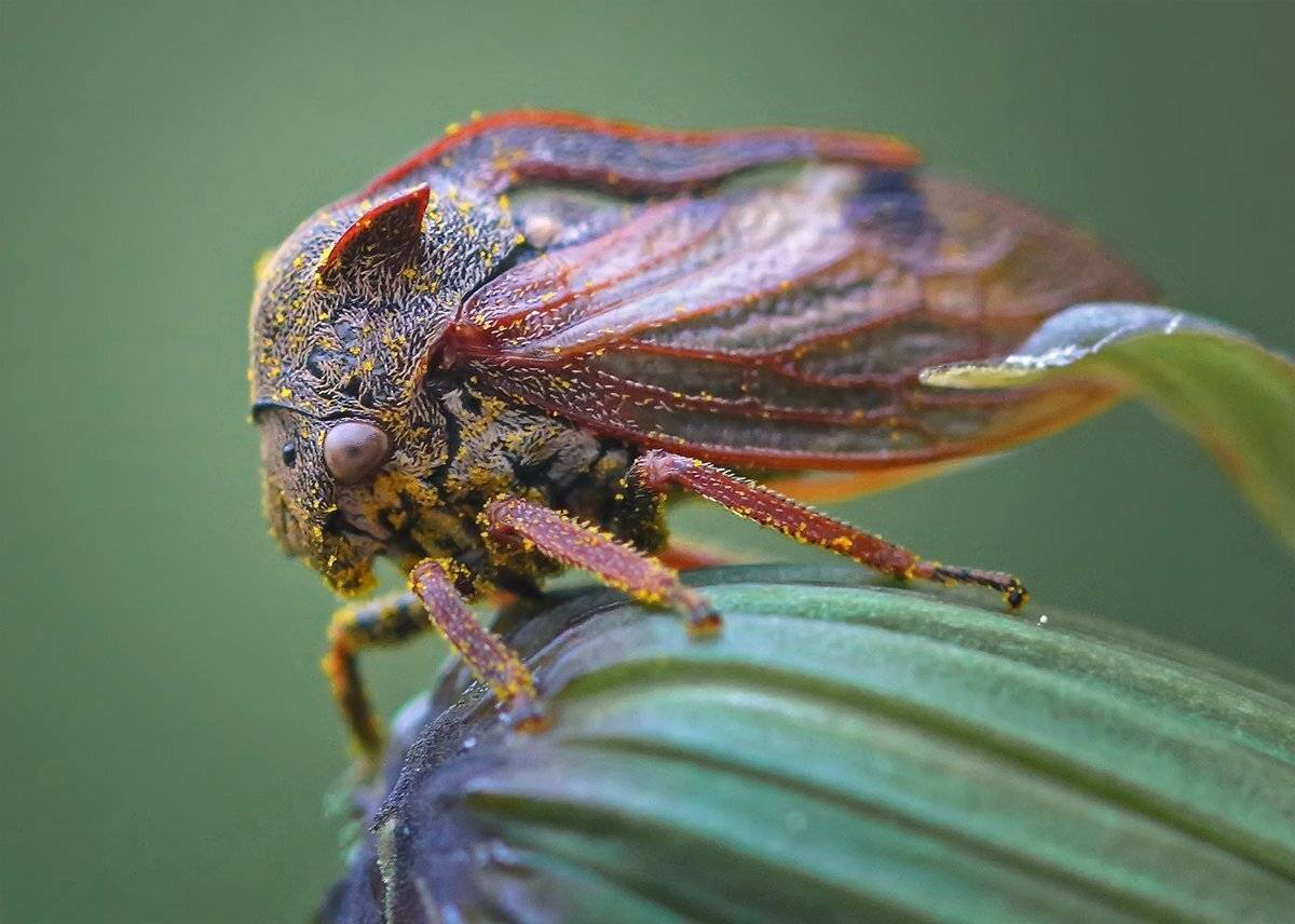 , Галина Горькавая