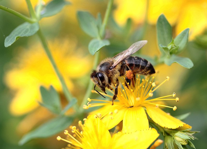 Май фото превью