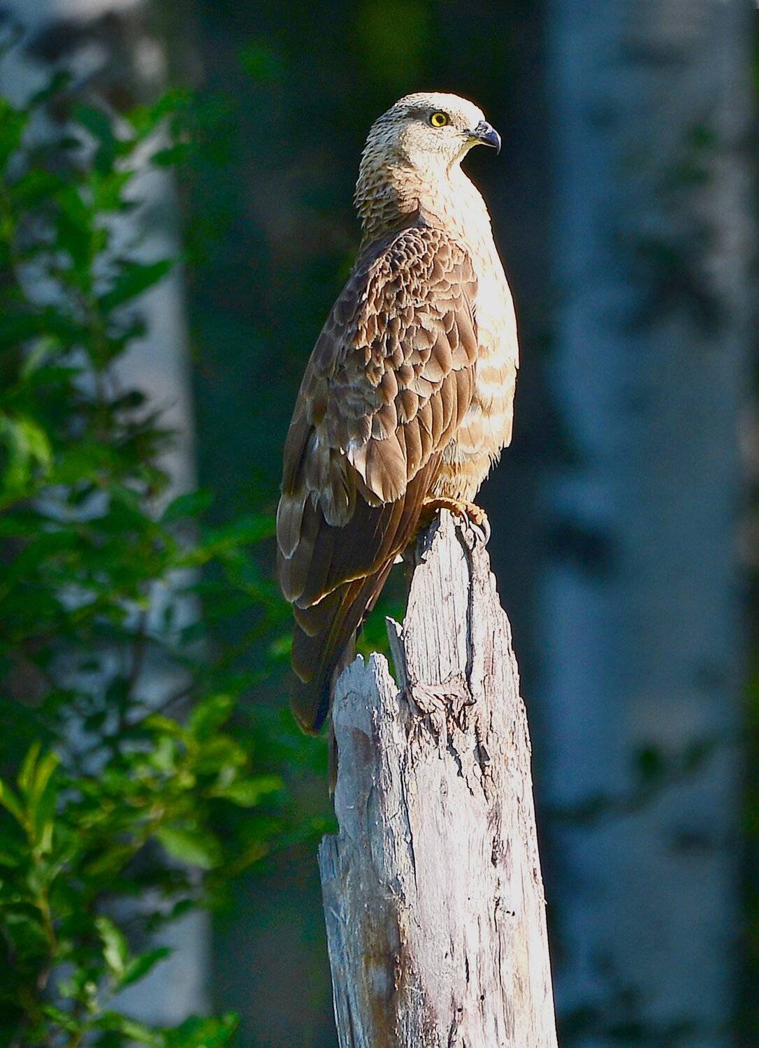 осоед на охоте., Михаил Белоусов