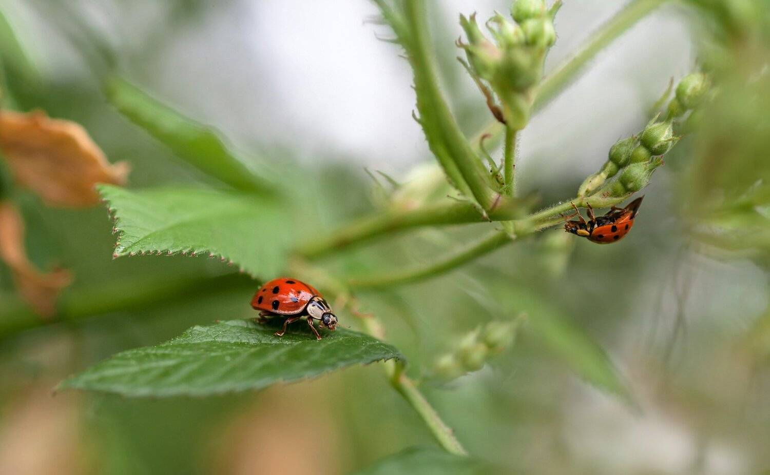 макро,природа,насекомые,божья коровка,растения,, Антонина Яновска
