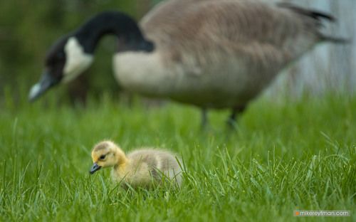 А у нас во дворе | Канадские Казарки