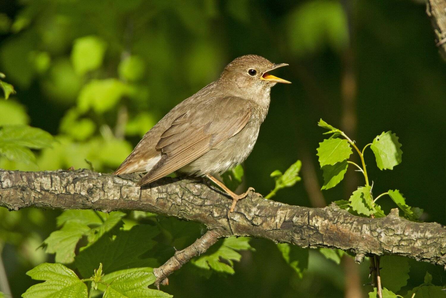 , Александр Гусар