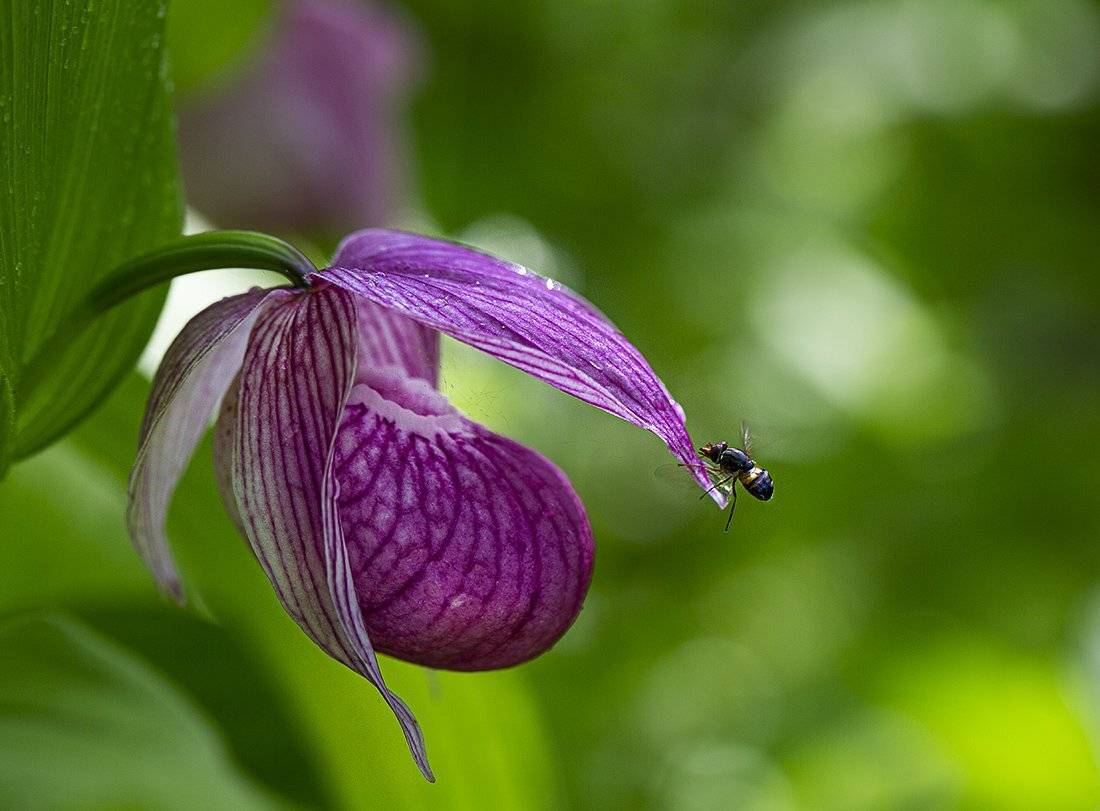 башмачок крупноцветковый русский остров май, Евгений Слободской
