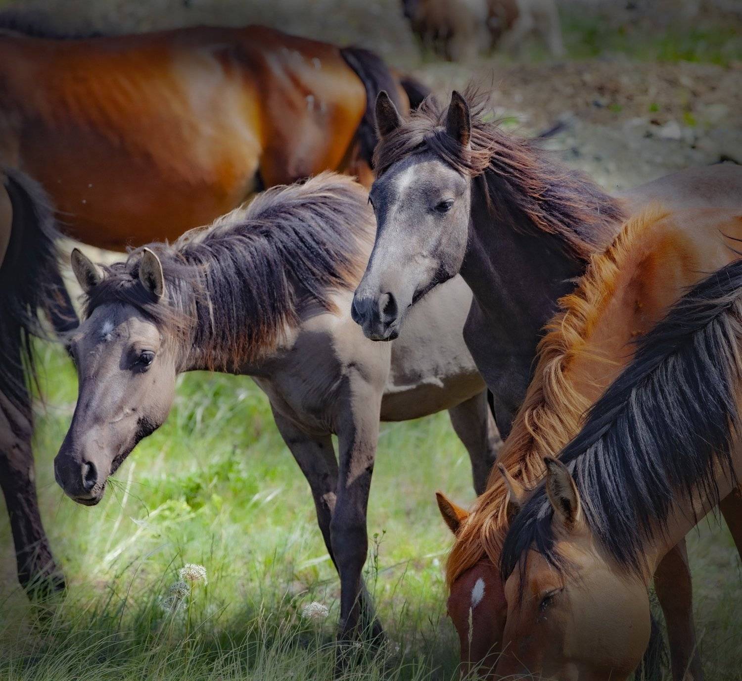 , петр чиков