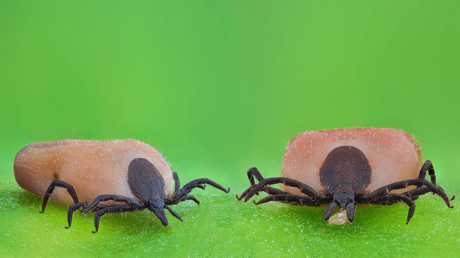 ceclii, macro, nikon d3400, lomo 3.7, Tsvetan Ganev