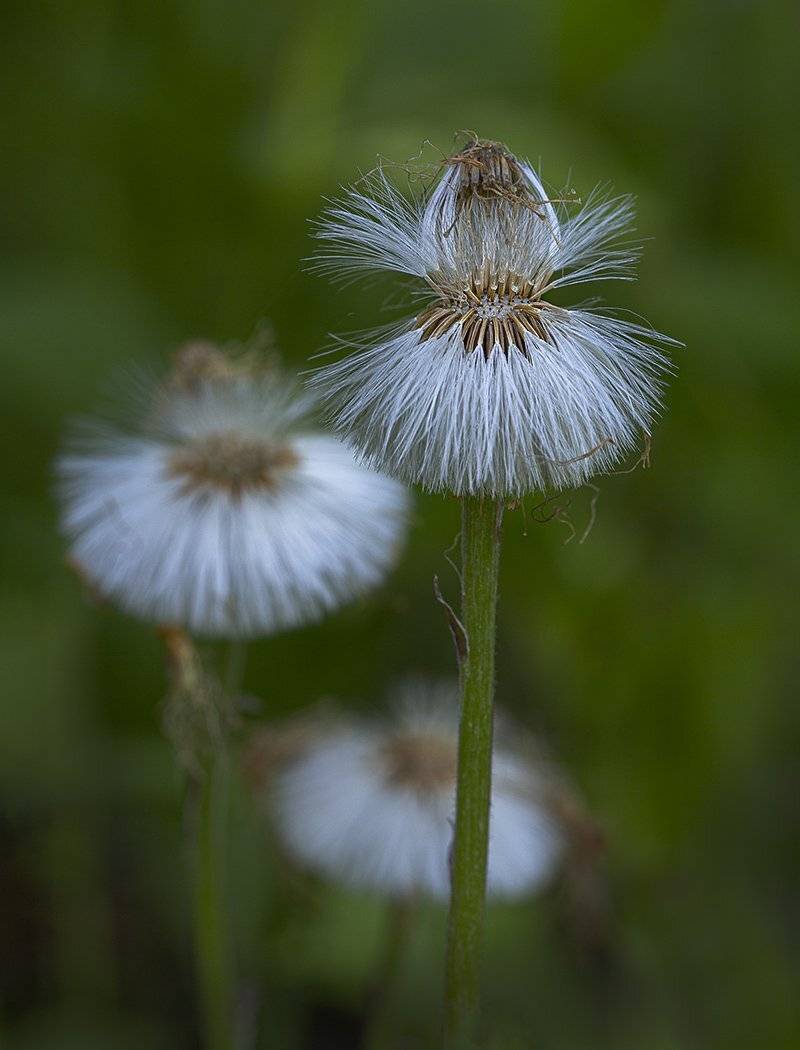 пушистик, Евгений Слободской