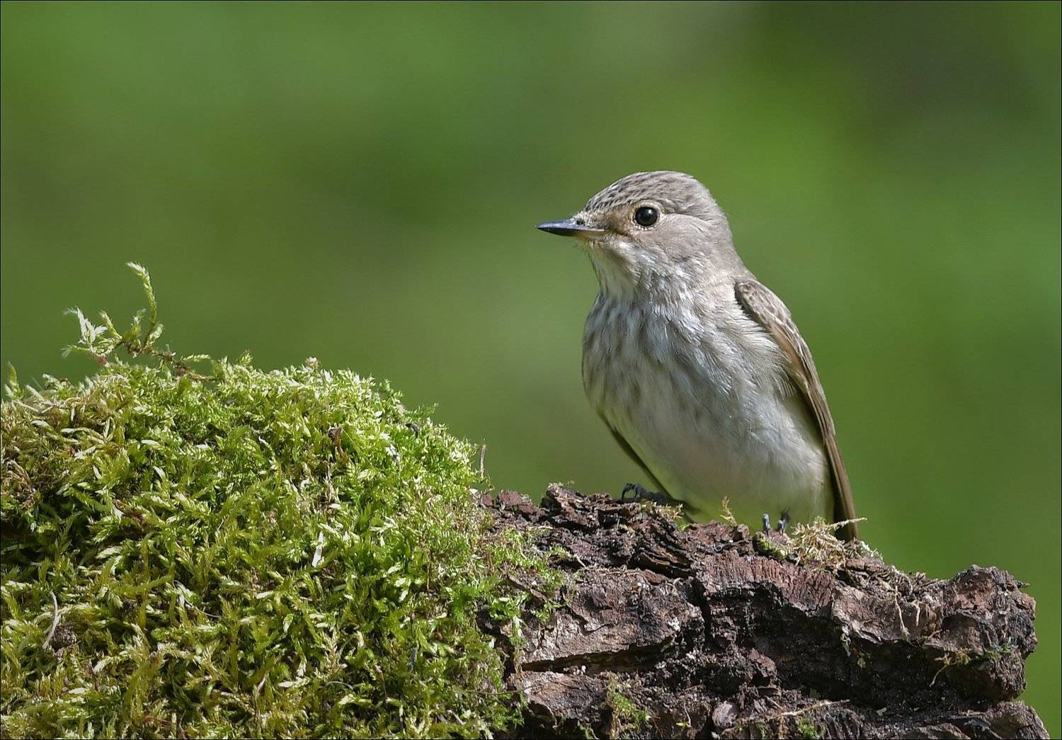 мухоловка, Андрей Медведев