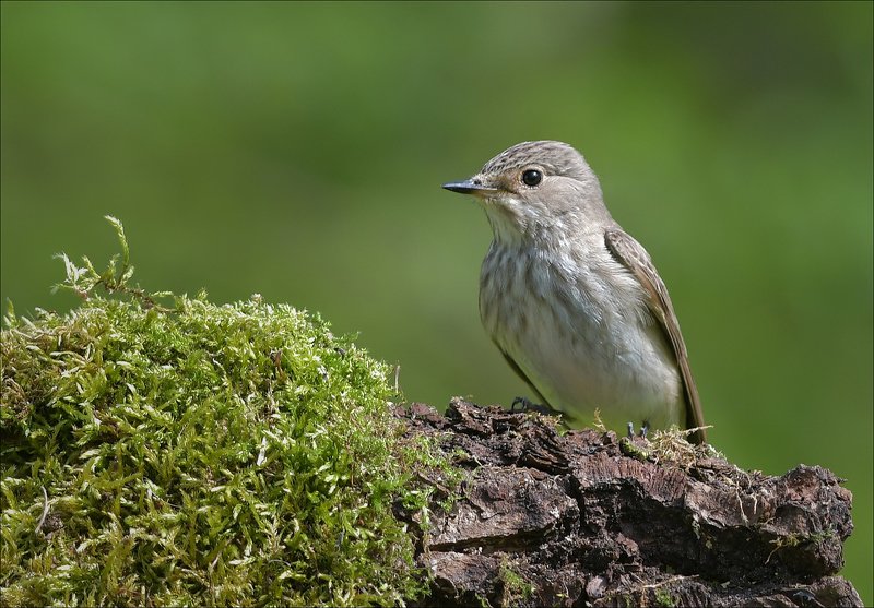 мухоловка Серая мухоловка фото превью