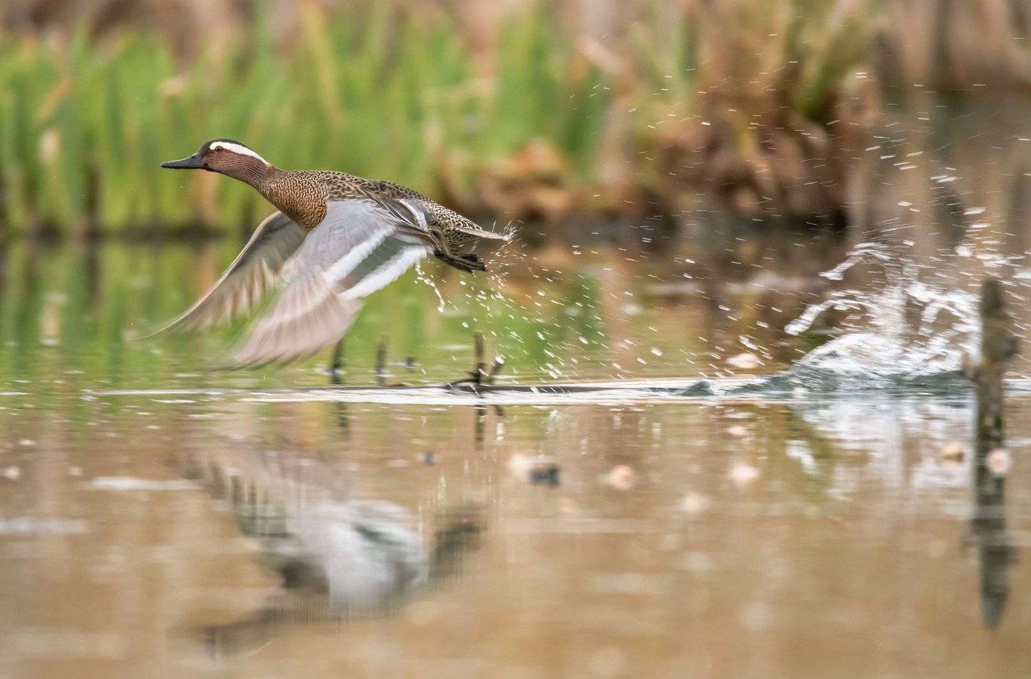 чирок трескунок,Spatula Querquedula ,птица взлетает ,птица в полете ,утка летит ,брызги от птицы,брызги воды,полет утки,Московская область, sigma 150 600 sports,nikon 500 ,дикая природа ,птицы Подмосковья,Одинцовский городской округ ,птицы России, Ксения Соварцева