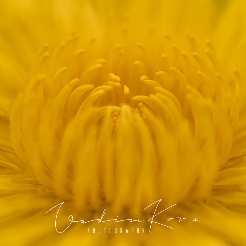 Желтое собрание фото превью