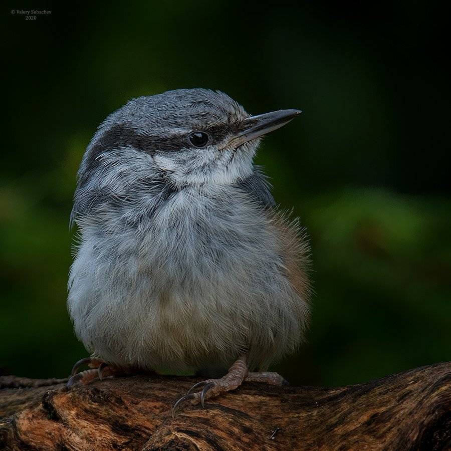 , Валерий Субачев