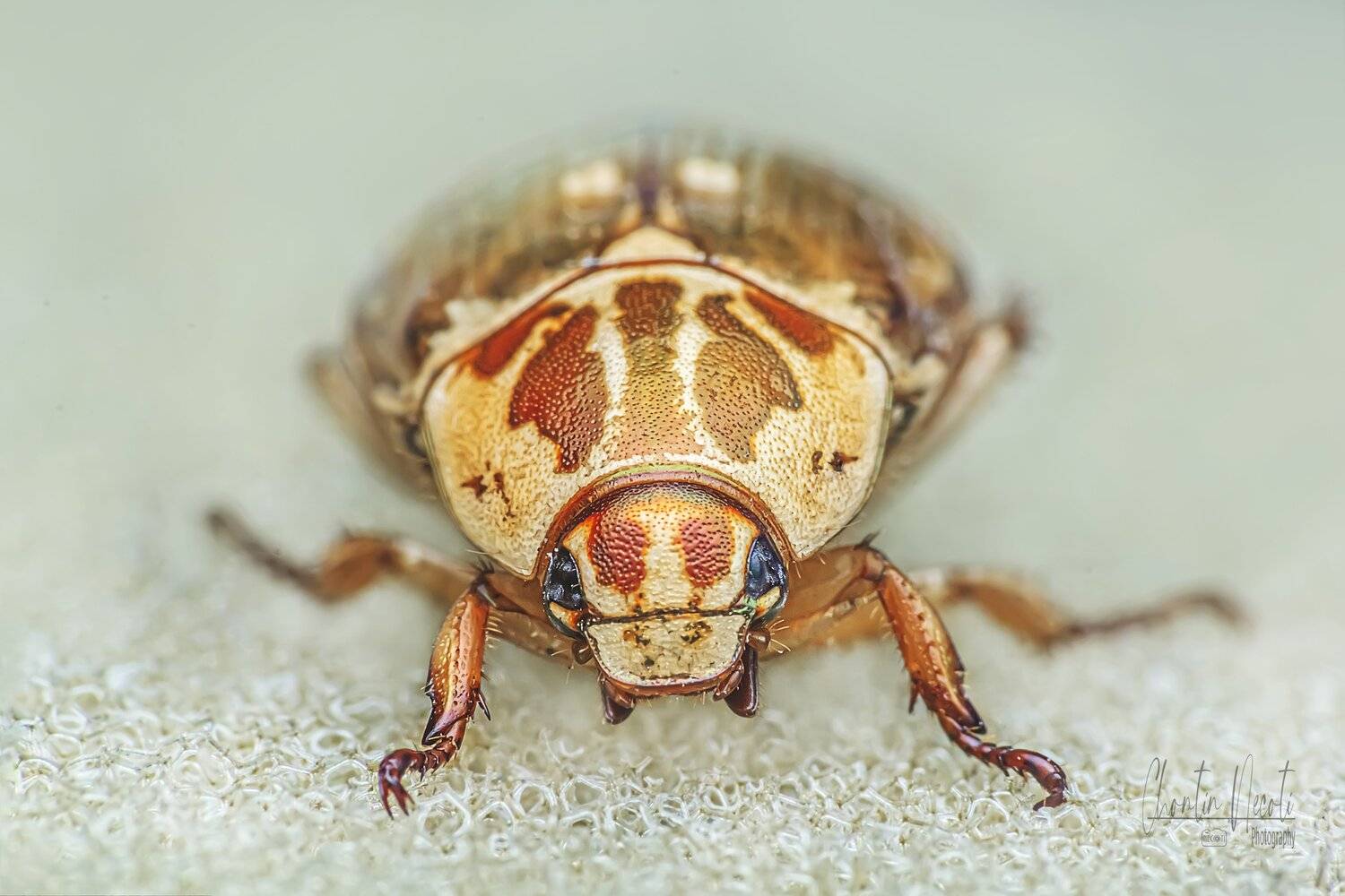 insect, Scarabaeoidea, macro, beautiful, beauty, nature, natural, outdoor, close up, stock, image, focus, light, flash, fly, NeCoTi ChonTin