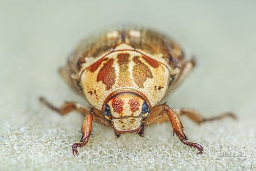 Scarabaeoidea