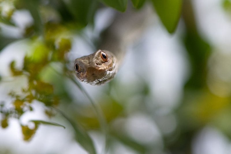 Ящеричная змея (Malpolon insignitus) фото превью