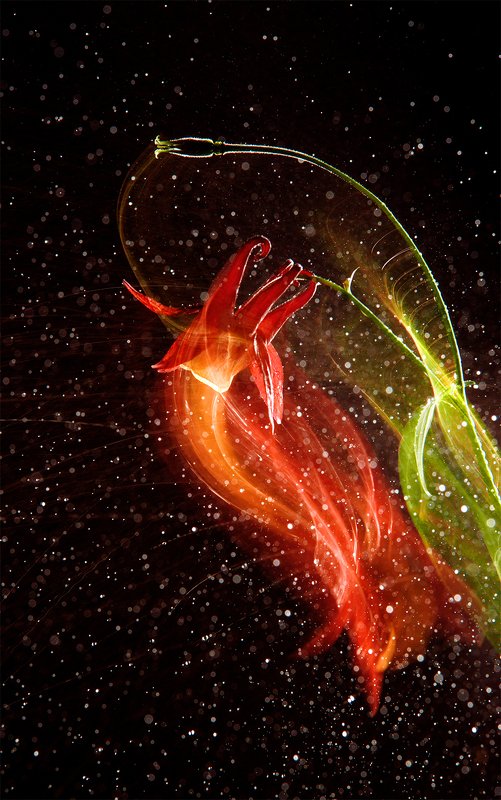 длинная выдержка цветы движение абстракция космические цветы фото превью