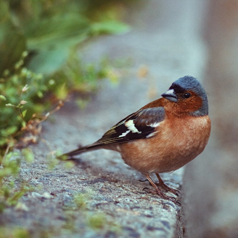 tokina 100 macro, macro lens, beautiful, красивый, moment, момент, nature, природа, wildlife, spring, весна, весенняя, park, парк, bird, птица, finch, зяблик, Маленький любопытный непоседа. фото превью