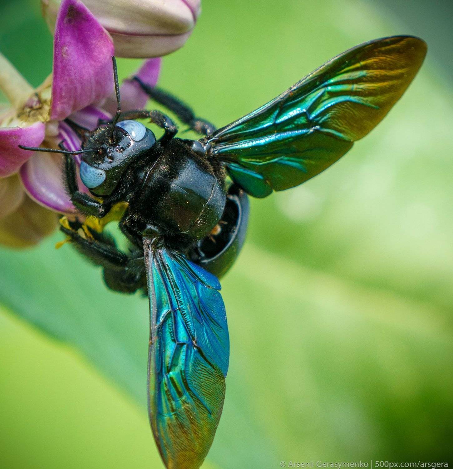 animal, apple of sodom, background, beautiful, bee, big, black, blue, bug, bumble, calotropis procera, carpenter, close, closeup, color, detail, flower, fly, garden, green, insect, isolated, large, leaf, macro, natural, nature, outdoor, perched, plant, pu, Арсений Герасименко
