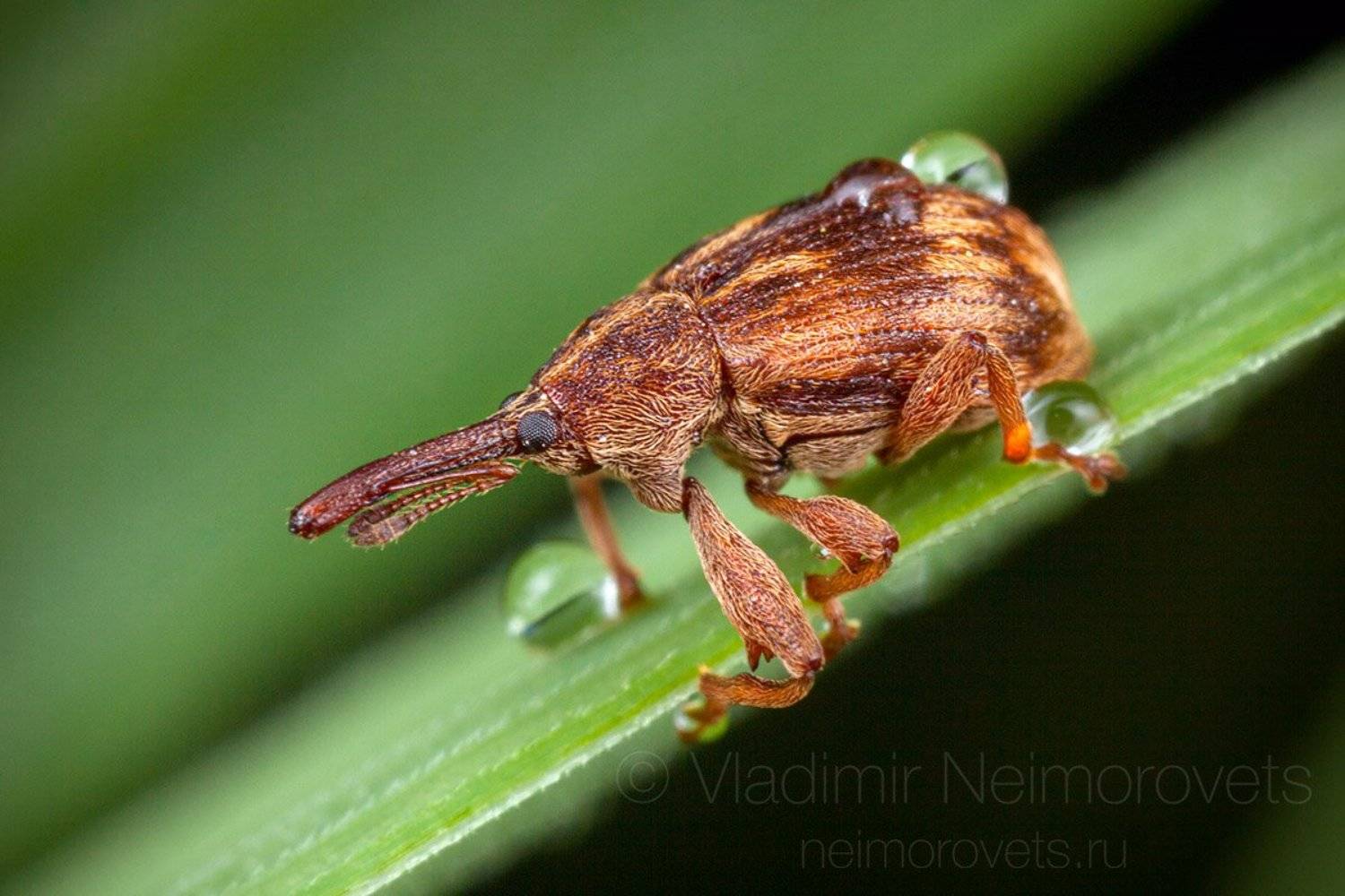 bird-cherry weevil, anthonomus rectirostris, beetle, weevil, insect, dew, grass, green, blade of grass, morning, drop, macro, close up, close-up, brown, pudomyagi, leningrad region, russia, Владимир Нейморовец