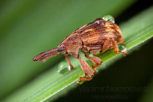 The Bird-Cherry Weevil (Anthonomus rectirostris) / Черемуховый косточковый цветоед (Anthonomus rectirostris)