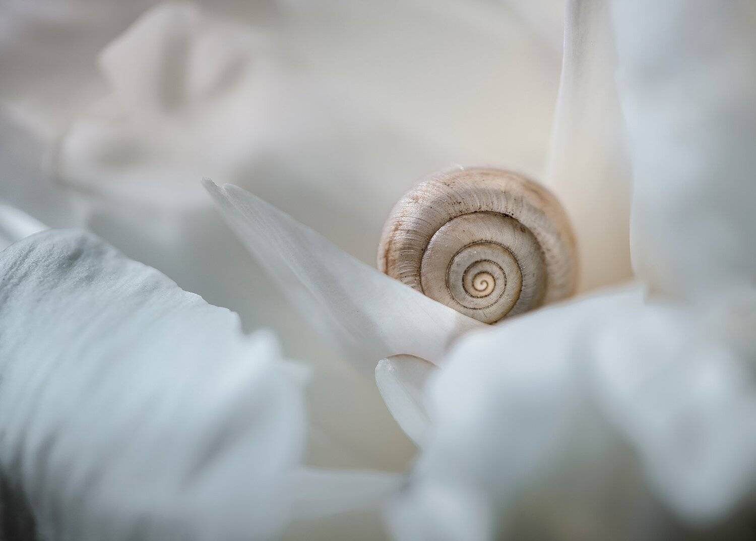 природа, макро, весна, цветы, пион, улитка, Неля Рачкова