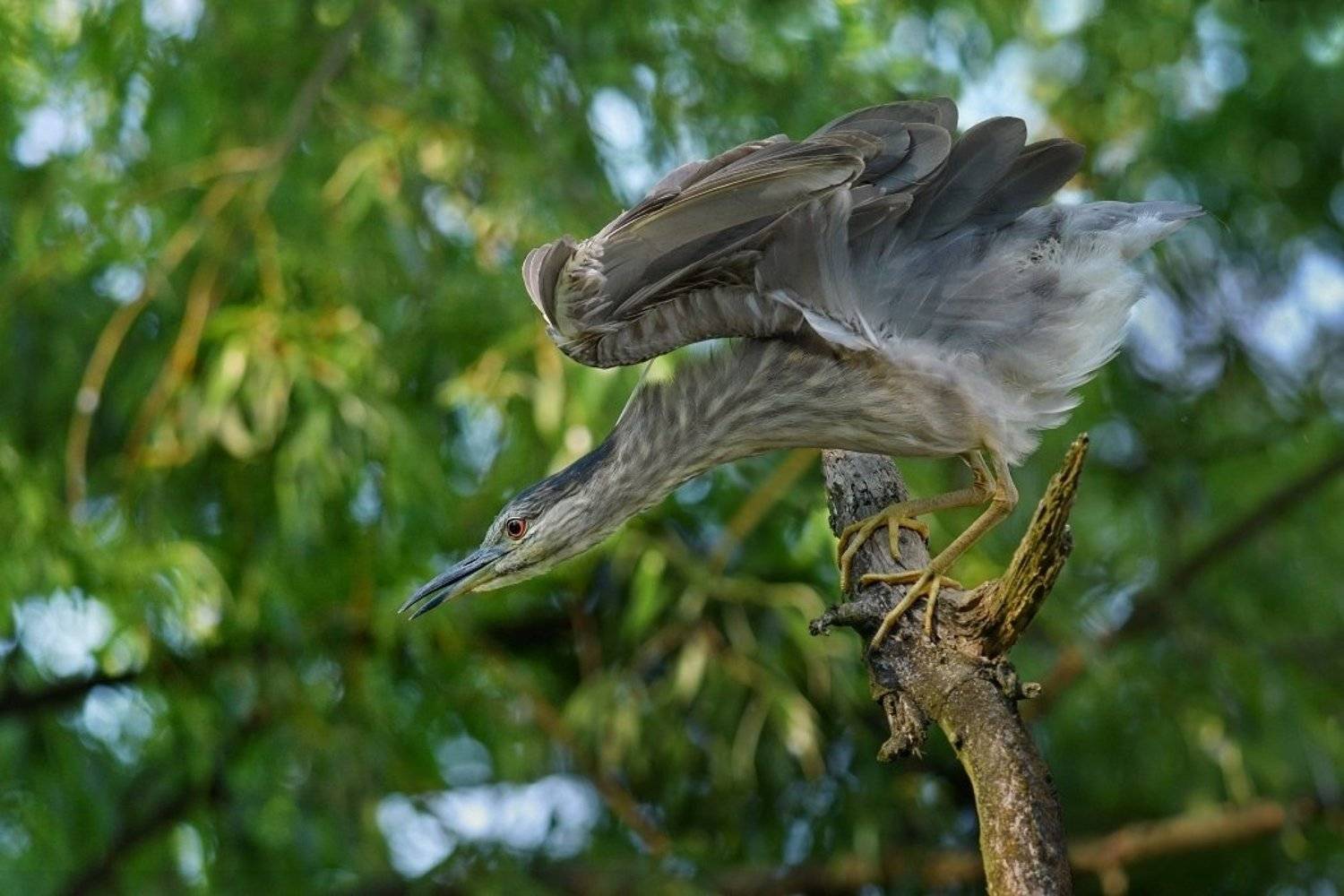 wild, Jiř&iacute; Parůžek