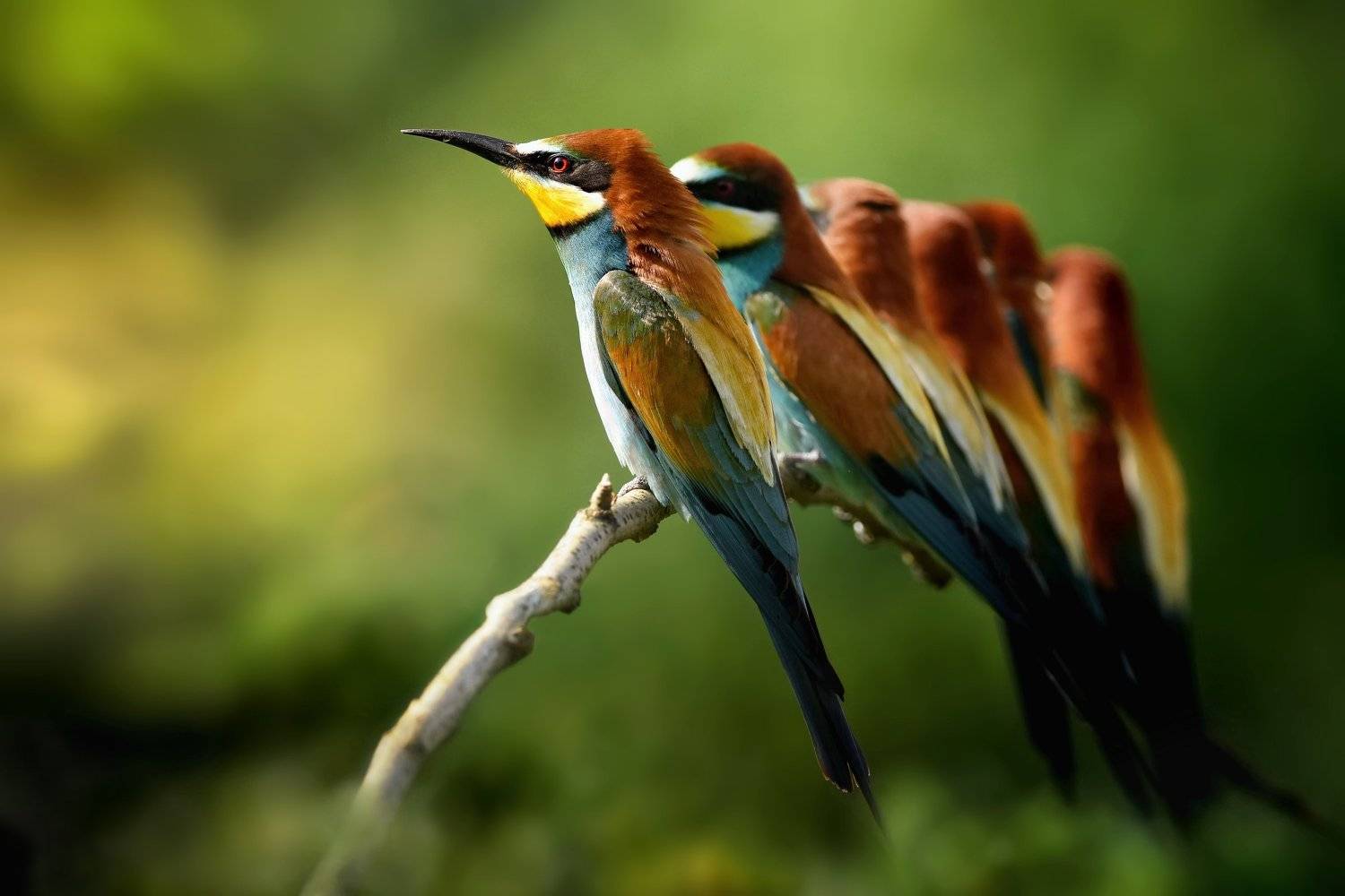 wild, Jiř&iacute; Parůžek