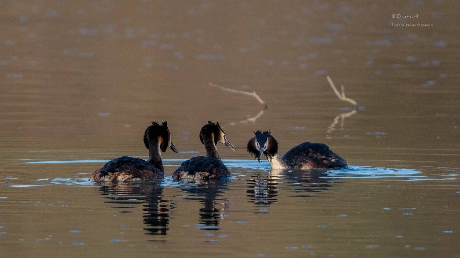 , Дронов Константин