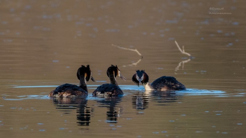 Сообразим на троих? фото превью