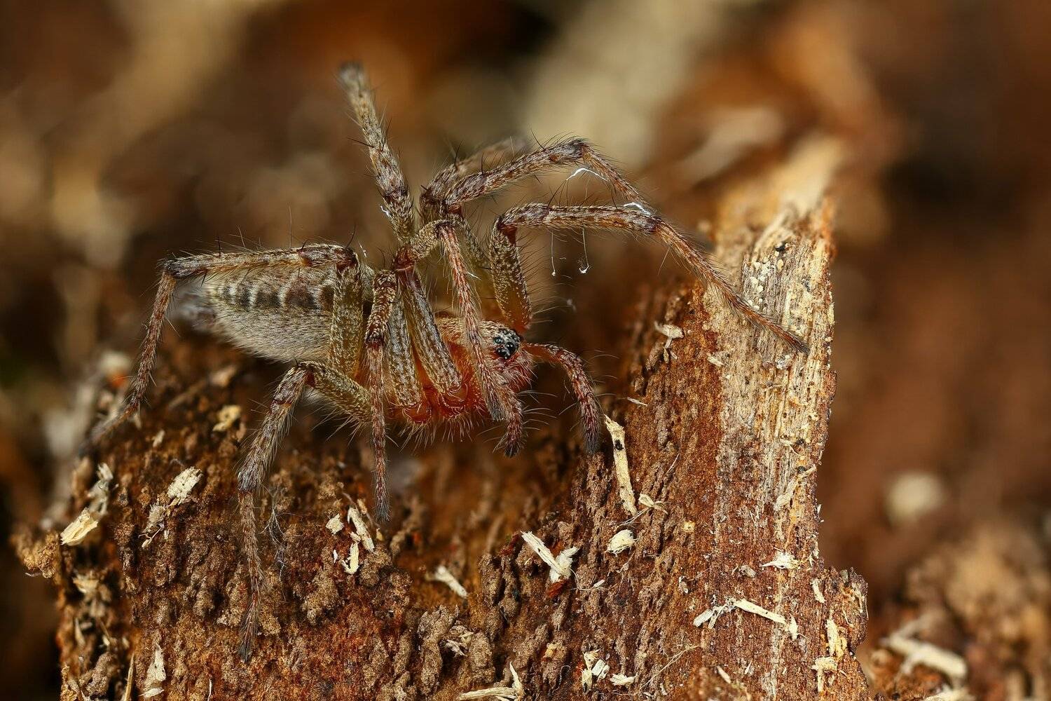 макро,природа,паук,цвет,коричневый, Андрей Шаповалов